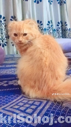 Traditional Persian cat